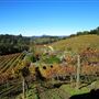 Glen Ellen