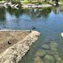 Japanese Gardens @ Donald C. Tillman Water Reclamation Plant