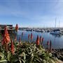 Monterey Harbor & Marina