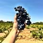 Cline Cellars