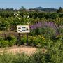 Dry Creek Vineyard