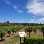 Dry Creek Vineyard