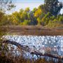 Gray Lodge Wildlife Area - California Department of Fish & Wildlife (CDFW)