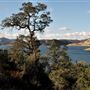 New Melones Reservoir and Stevnot Bridge