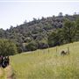 New Melones Reservoir and Stevnot Bridge