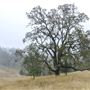 Fremont Peak State Park (SP)
