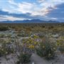 Ocotillo Wells State Vehicular Recreation Area (SVRA)