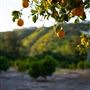 Santiago Oaks Regional Park