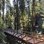 Pfeiffer Big Sur State Park (SP)