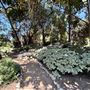 Storrier Stearns Japanese Garden
