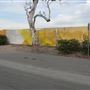 California State University, Long Beach - CSULB