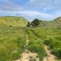 Bracaccini Ranch Property - 50 acres open field / Ranch House / Barns