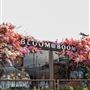 Bloom Boom