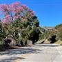 Commonwealth Canyon Drive, Vista Del Valle Drive - Vermont Canyon Road