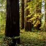 John B. Dewitt Redwoods State National Reserve (SNR)