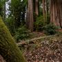 Portola Redwoods State Park (SP)