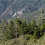 Palomar Mountain State Park (SP)