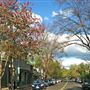 Murphys Main Street