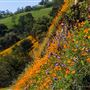 Mokelumne Hill