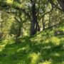 Descanso Gardens