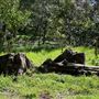 Descanso Gardens