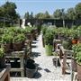 Descanso Gardens