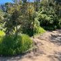 Descanso Gardens