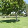 Mojave Narrows Regional Park