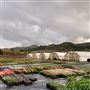 Clearwater Color Nursery