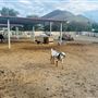 The Farm