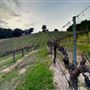 Dunning Vineyards