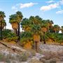 Coachella Valley Preserve System