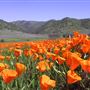 Cache Creek Wilderness