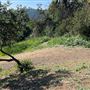 Griffith Park Redwoods - Cedar Grove