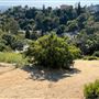 Griffith Park Redwoods - Cedar Grove