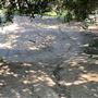Griffith Park Redwoods - Cedar Grove
