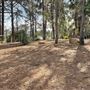 Griffith Park Redwoods - Cedar Grove