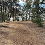 Griffith Park Redwoods - Cedar Grove