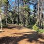 Griffith Park Redwoods - Cedar Grove