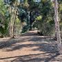 Griffith Park Redwoods - Cedar Grove