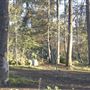 Griffith Park Redwoods - Cedar Grove