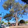 Carpinteria
