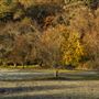 Marshall Gold Discovery State Historic Park (SHP)
