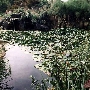 Los Angeles County Arboretum