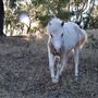 RAINE Ranch