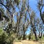 Peter Strauss Ranch - National Park Service (NPS)