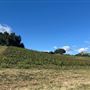 Halter Ranch