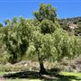 Deukmejian Wilderness Park