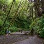 Prairie Creek Redwoods State Park (SP) within the Redwood National and State Parks