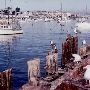 Monterey Municipal Wharf #2